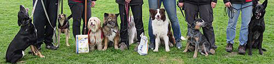 Einige unserer Hunde